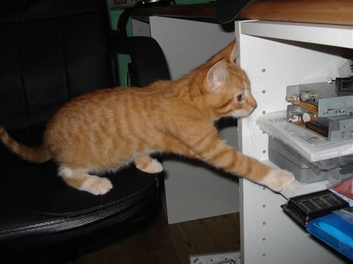 Blanding af racer Relan billede 3