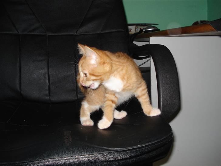 Blanding af racer Relan billede 4