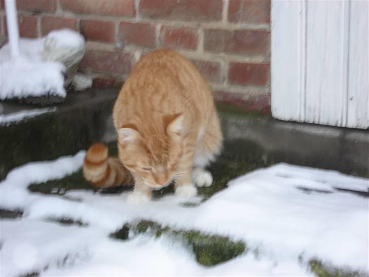 Blanding af racer Relan billede 5