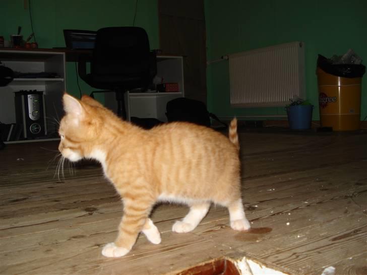 Blanding af racer Relan billede 6