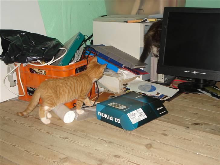 Blanding af racer Relan billede 7