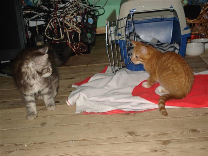 Blanding af racer Relan billede 8