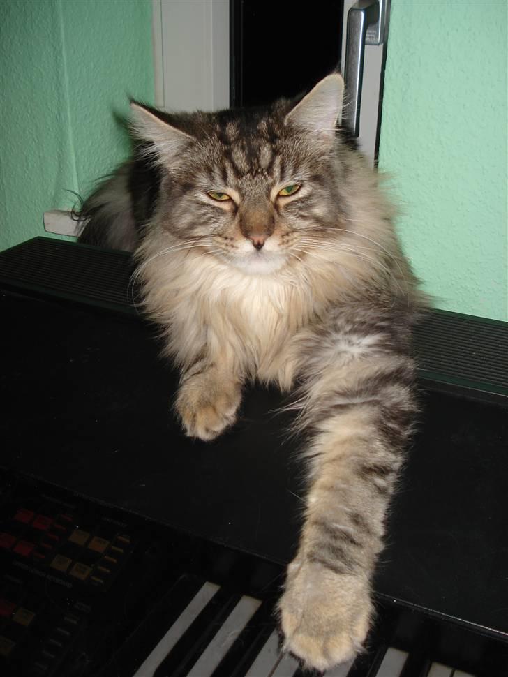 Maine Coon Diego billede 6