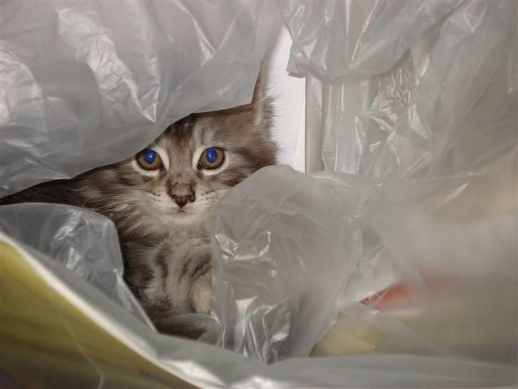 Maine Coon Diego - Kan du se mig.... billede 7