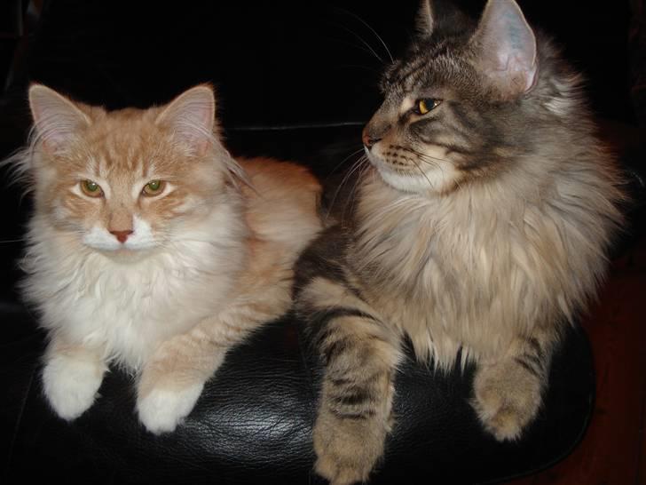 Maine Coon Diego - Har du noget godt billede 8