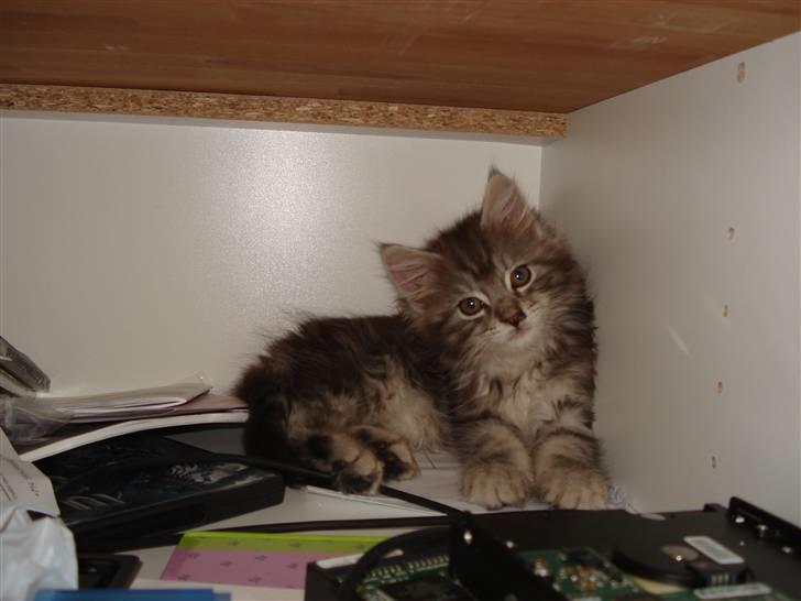 Maine Coon Diego billede 9