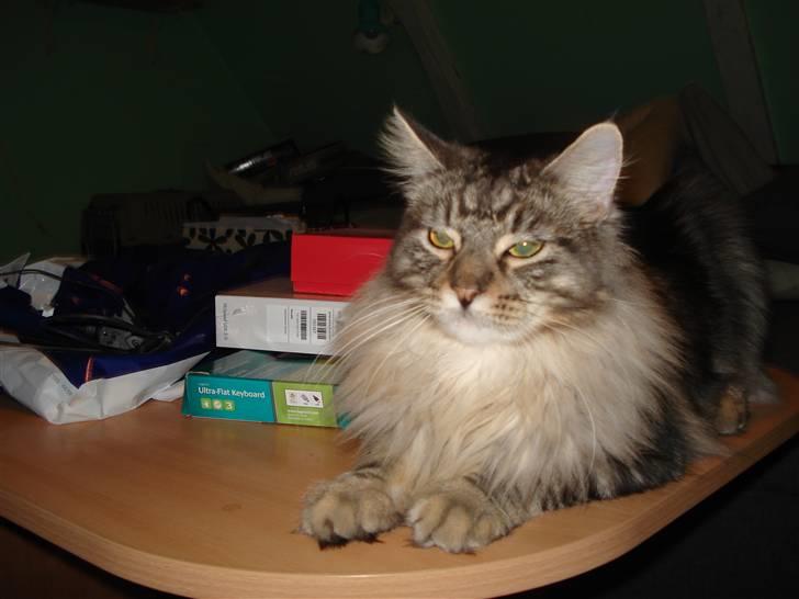 Maine Coon Diego billede 10