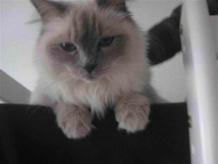 Ragdoll Caro billede 6