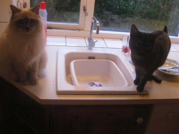 Ragdoll Caro - Caro og Cookie har sneget sig op på køkkenbordet billede 7