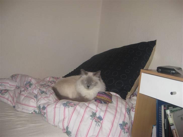 Ragdoll Caro billede 8