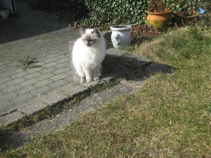 Ragdoll Caro billede 9