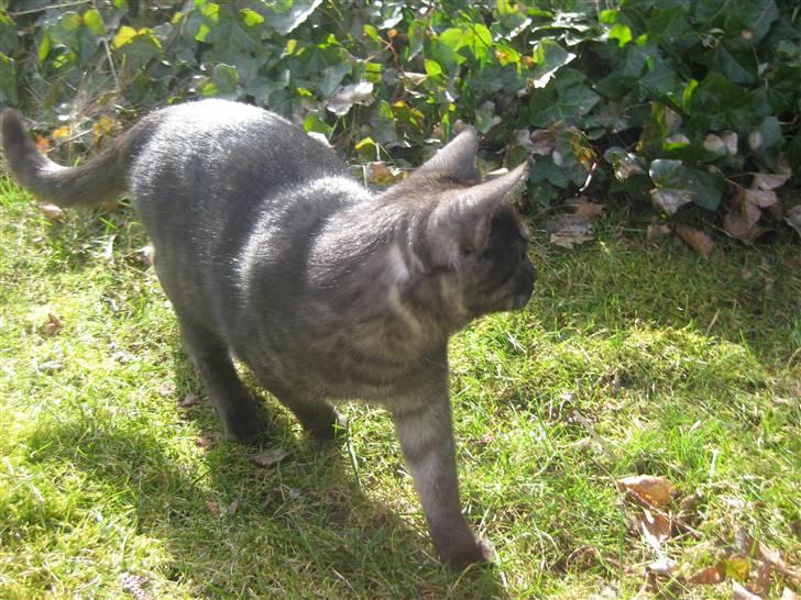 Huskat Cookie billede 1