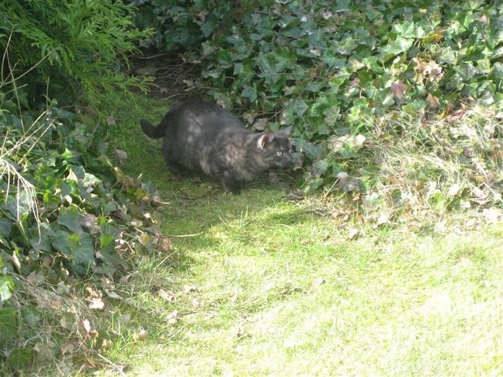 Huskat Cookie - Cookie der ligger på lur billede 2