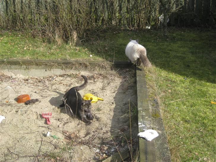 Huskat Cookie - Cookie til angreb billede 3