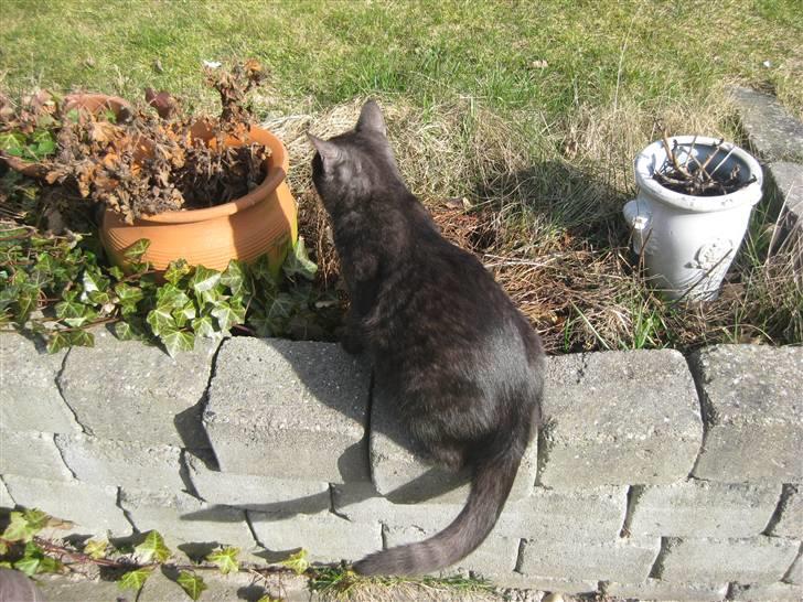 Huskat Cookie billede 4