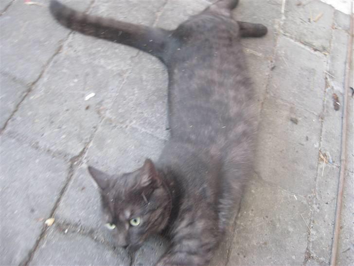 Huskat Cookie - Cookie der flader ud på terassen på en god forårsdag billede 5