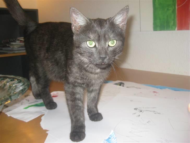 Huskat Cookie billede 7