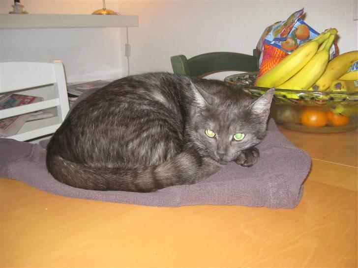 Huskat Cookie billede 8