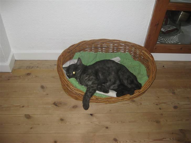 Huskat Cookie - Hun har stjålet hundens kurv :P billede 9