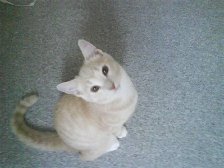 Blanding af racer Simba billede 1