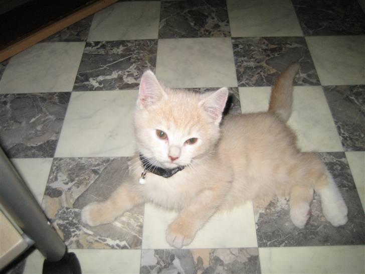 Blanding af racer Simba - Er han ikke bare uimodståelig !!!! :-) billede 2