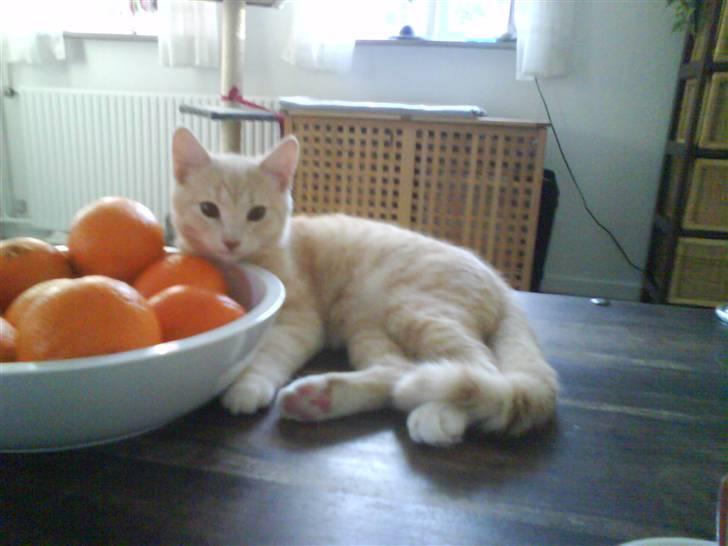 Blanding af racer Simba - Han har et eller andet for den skål der..gg* billede 3