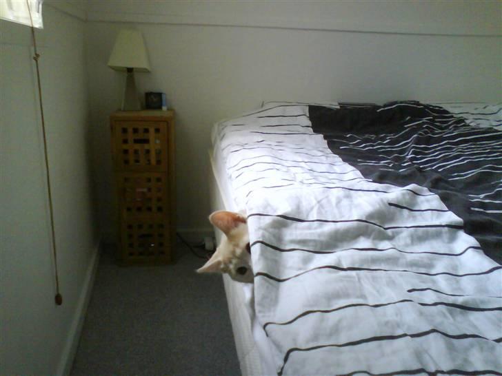 Blanding af racer Simba - Mors lille sengekat... billede 4