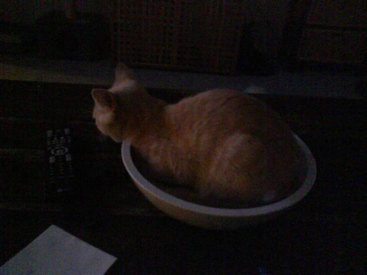 Blanding af racer Simba - Og så er det galt igen med den skål på bordet...gg* - og så kan man endda se tv samtidig...hi hi.. billede 5