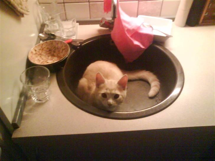 Blanding af racer Simba - Ja.... - ved ikke helt hvad ideen var med dette - skyndte mig bare at fange øjeblikket...gg* billede 6