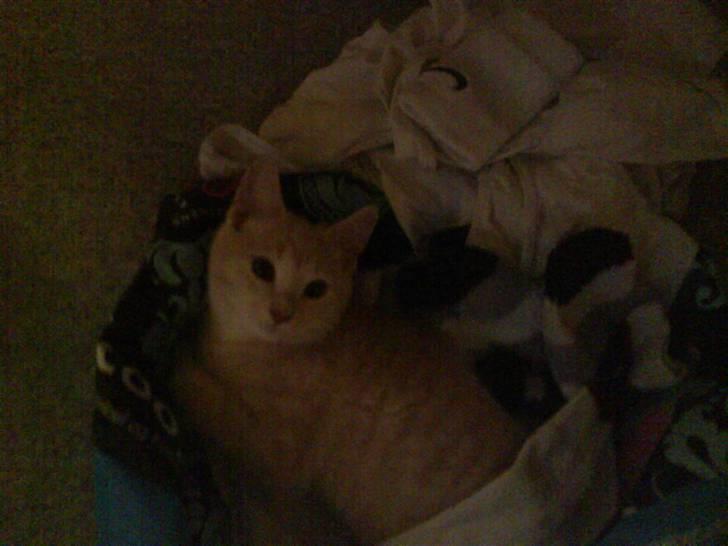 Blanding af racer Simba - vasketøj er godt... især ti lat gemme sig i.... billede 7