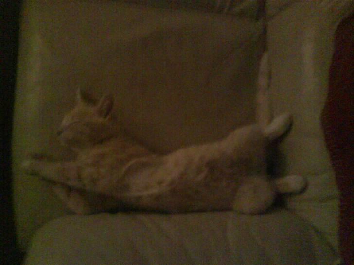 Blanding af racer Simba - En meeeeget træt killing...... billede 8