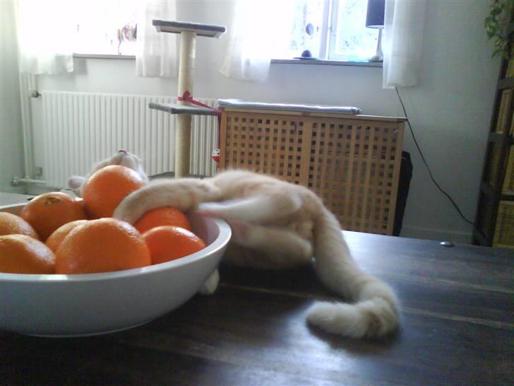 Blanding af racer Simba -  Pas på....Skålen gør modstrand..... gg* billede 9