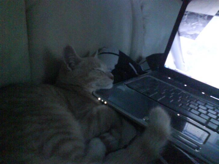 Blanding af racer Simba - Det er så hyggeligt at være med til at tjekke mails, og "fange musen" på skærmen, men nu opgav han så... :-) billede 10