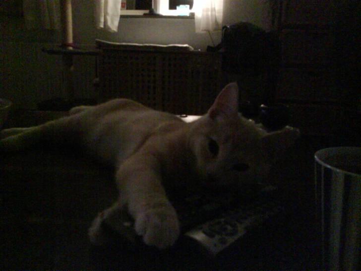 Blanding af racer Simba - Hvis man nu kan rage alt ned fra bordet ,er det godt.....he he.... billede 11