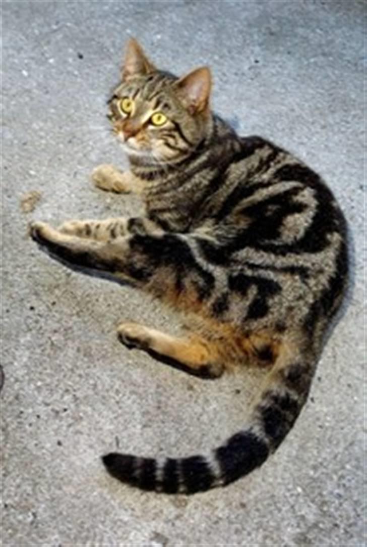 Europé DK Hanehøjs Sigurd .. - DK Hanehøjs Sigurd, 1 år,  søger ny og kærlig familie..:-) billede 1