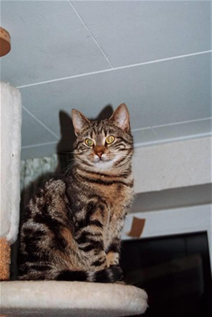 Europé DK Hanehøjs Sigurd .. - DK Hanehøjs Sigurd, 1 år billede 2