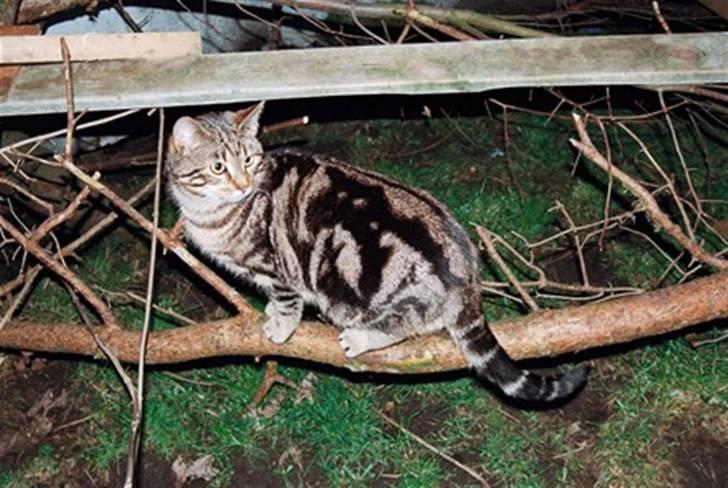 Europé DK Hanehøjs Sigurd .. - DK Hanehøjs Sigurd i løbegården..:-) 10 md.. billede 3