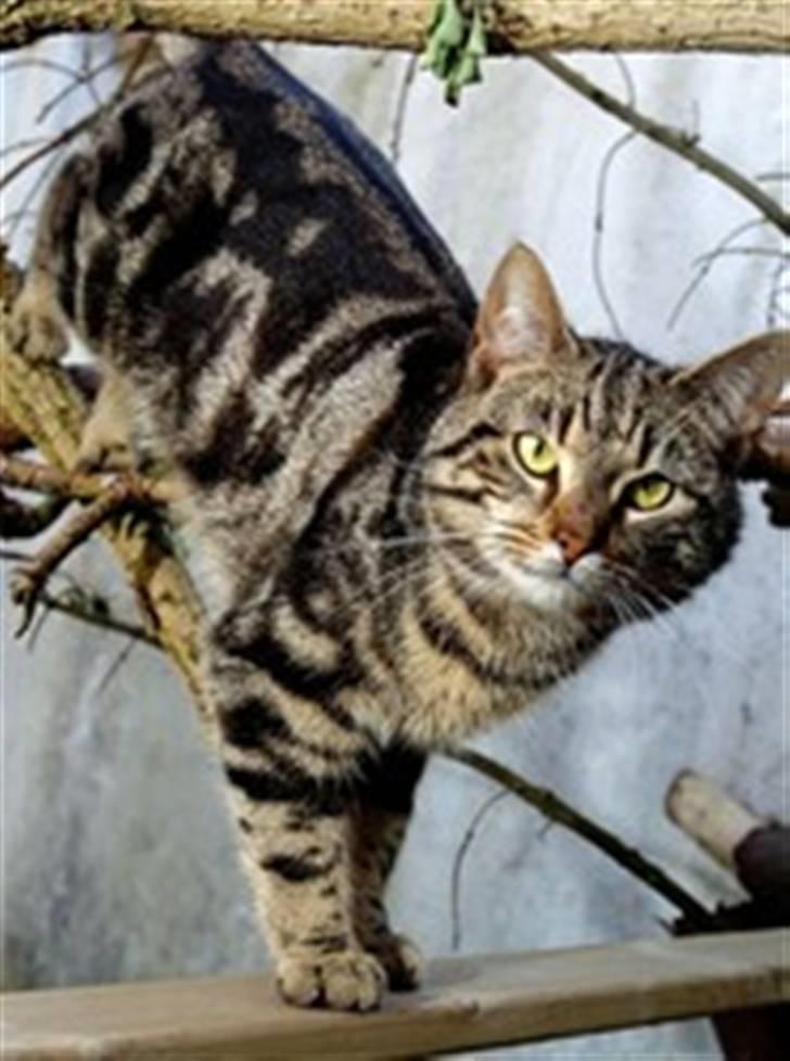 Europé DK Hanehøjs Sigurd .. - Dejlige DK Hanehøjs Sigurd i løbegården.  billede 4