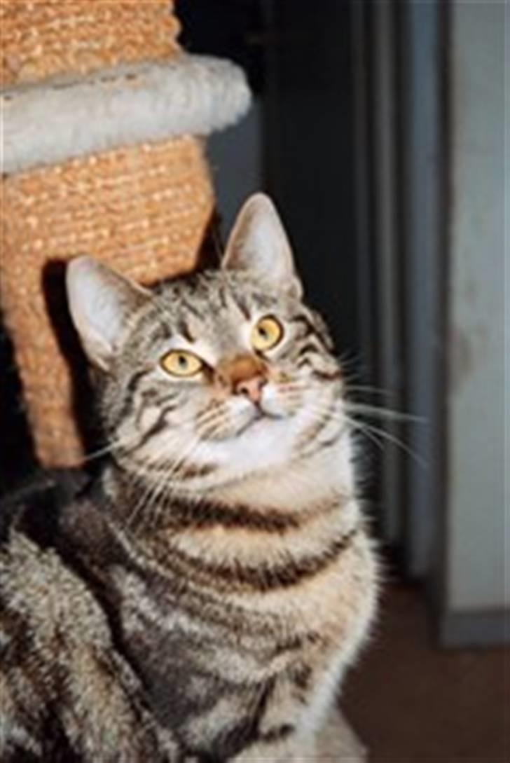 Europé DK Hanehøjs Sigurd .. - DK Hanehøjs Sigurd..er jeg ikke smuk..:-) billede 5