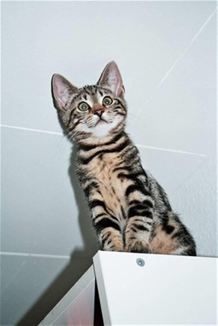 Europé DK Hanehøjs Sigurd .. - Tit..tit..DK Hanehøjs Sigurd ...3½ md..;-) billede 6