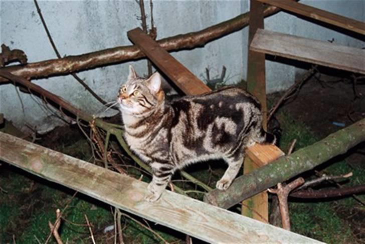 Europé DK Hanehøjs Sigurd .. - DK Hanehøjs Sigurd på jagt i løbegården..:-) billede 7