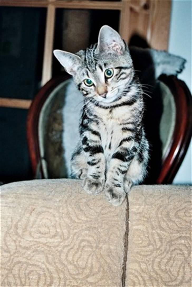 Europé DK Hanehøjs Sigurd .. - Ohhh...en lille edderkop dernede....? Sigurd er her 3½ md.. billede 8