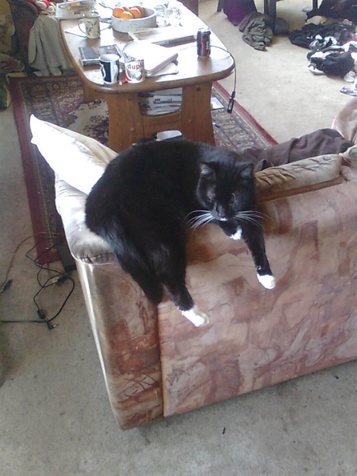 Huskat Sorte *R.I.P* billede 11