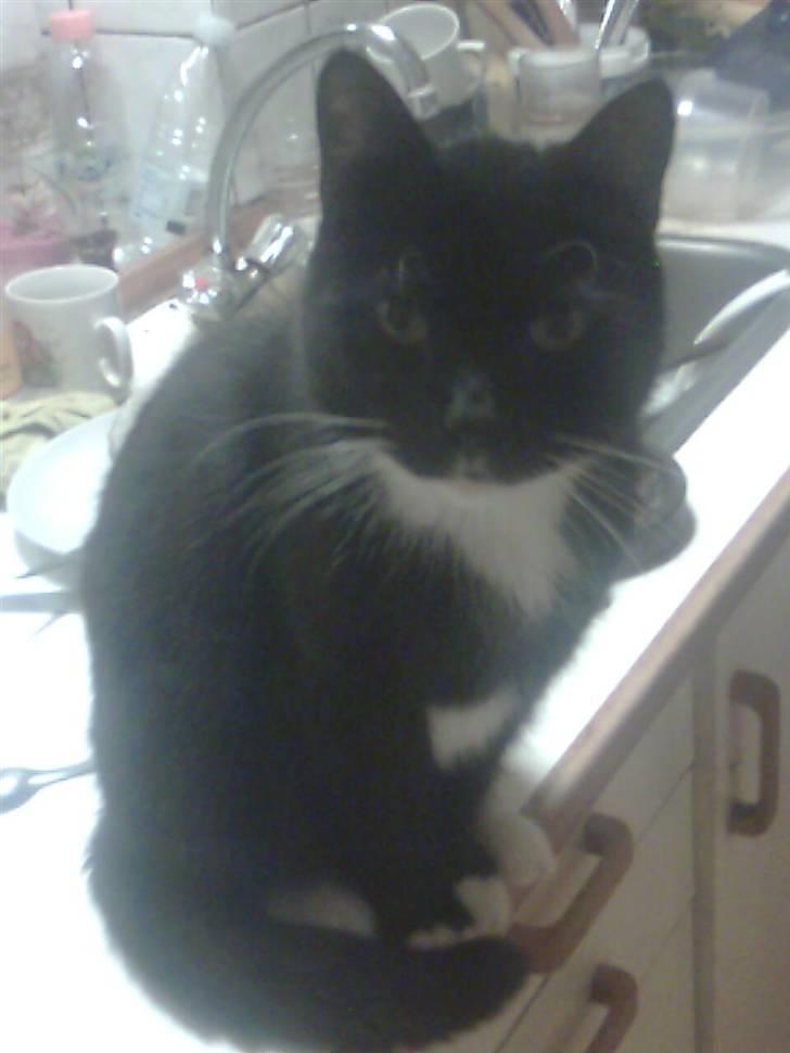 Huskat Sorte *R.I.P* billede 12