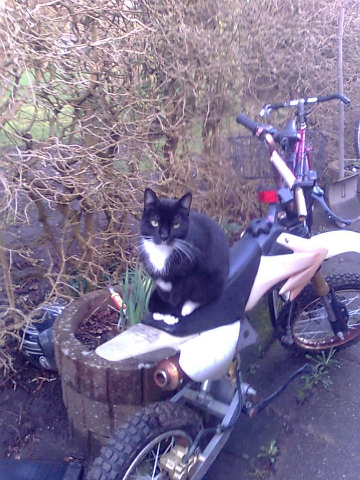 Huskat Sorte *R.I.P* billede 13