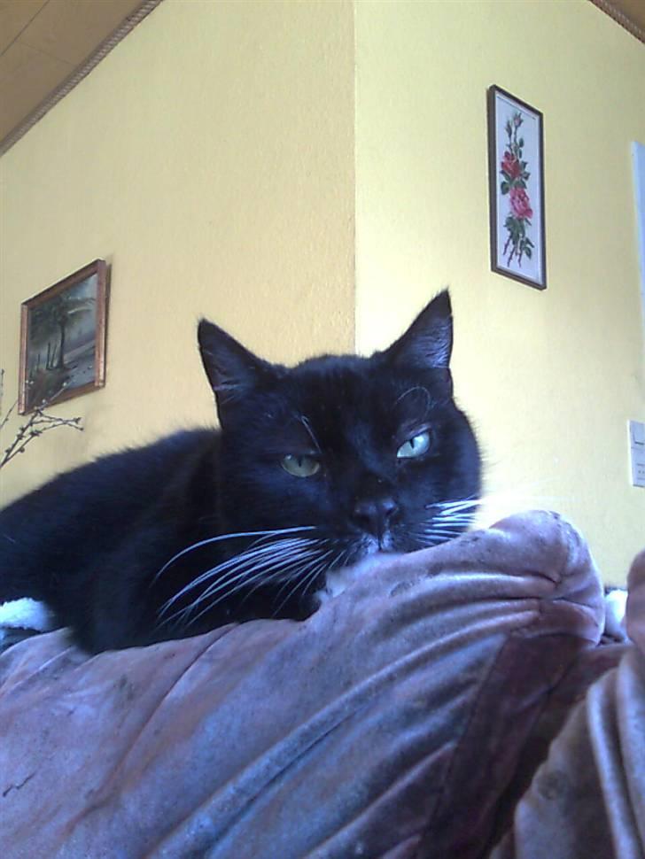 Huskat Sorte *R.I.P* billede 14