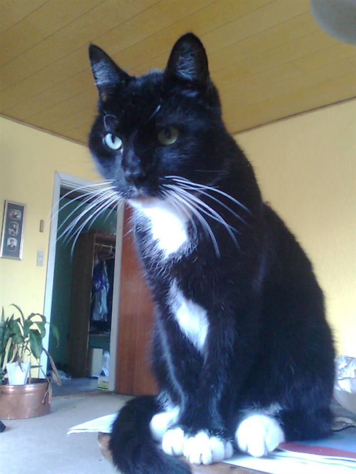 Huskat Sorte *R.I.P* billede 15