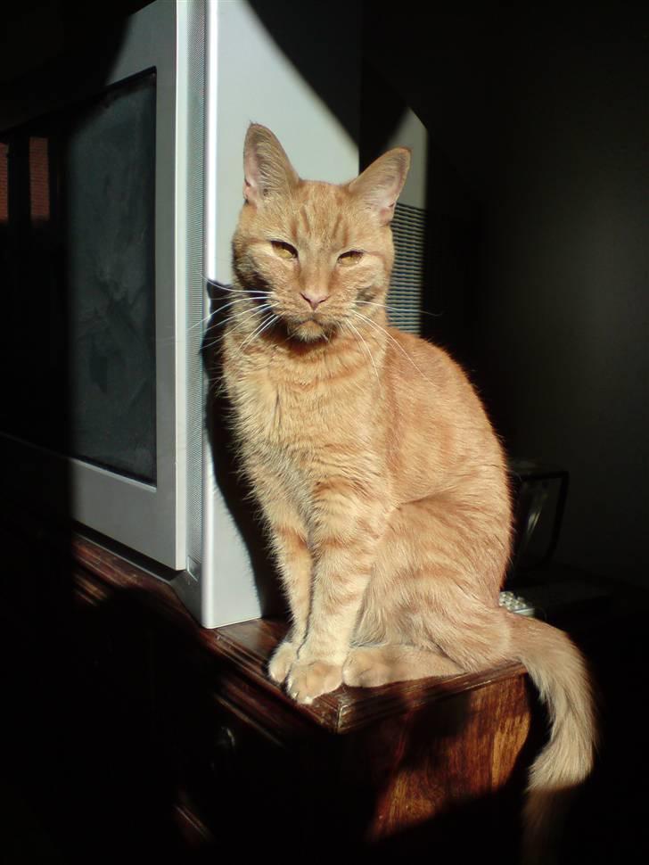 Blanding af racer felix billede 1