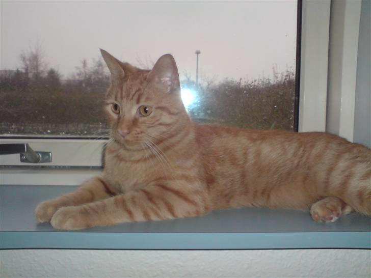 Blanding af racer felix billede 2