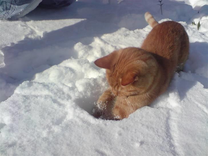 Blanding af racer felix billede 3